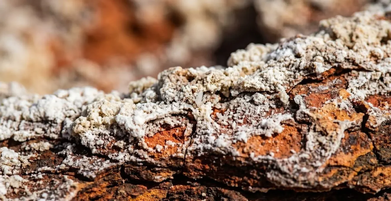 Extreme close-up of white calcium carbonate mineral crust on red canyon rock surface showing textural detail